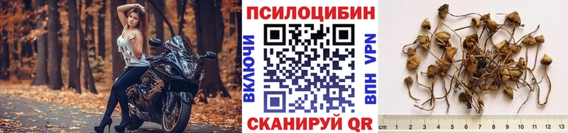 Псилоцибиновые грибы мицелий  kraken сайт  Звенигород 